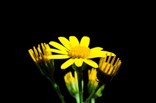 pointed flower blossom bloom