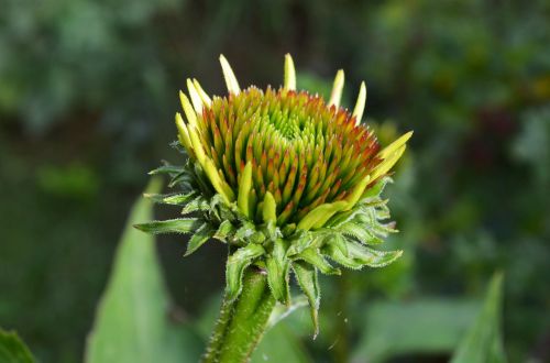 pointed flower flower blossom