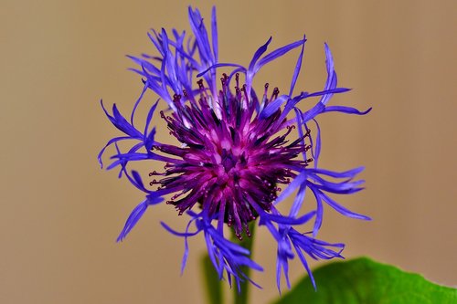 pointed flower  garden  nature