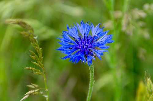 pointed flower  blue  blossom