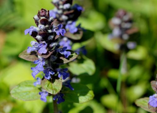 pointed flower wild bugle blue