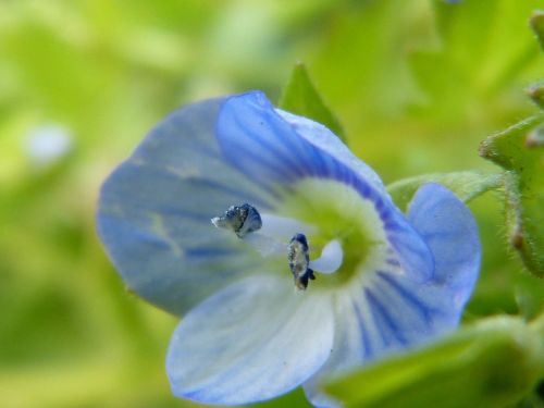 pointed flower blue light blue
