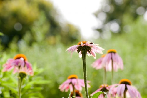 pointed flower flowers blossom