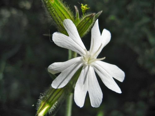 pointed flower flower plant