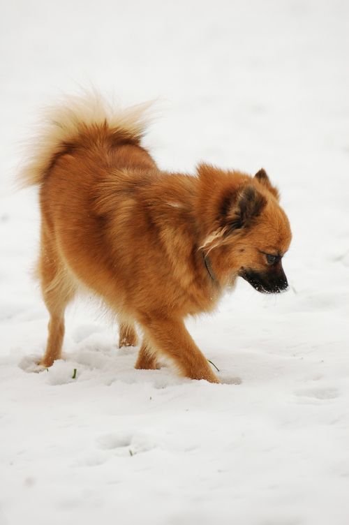 pointed tip dog snow