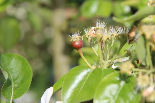 poirier  small pear  garden