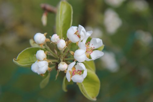 poirier  flowering pear tree  fruit