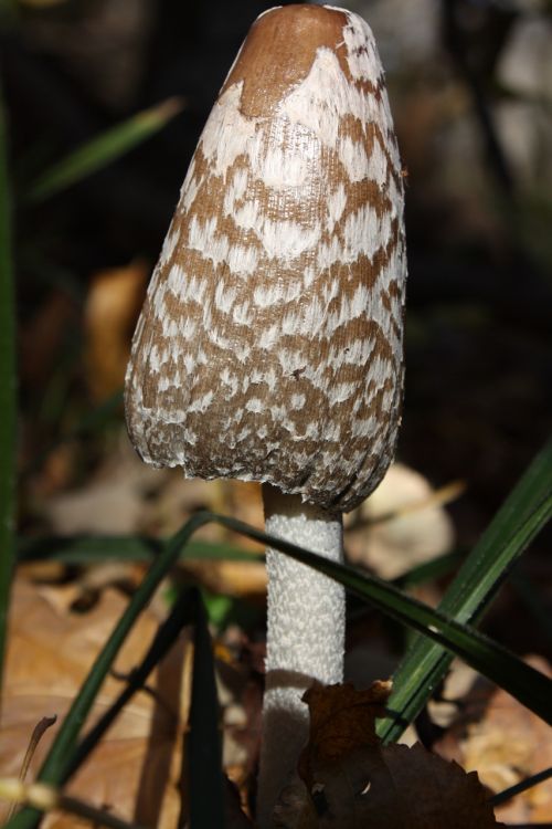 poison mushroom autumn