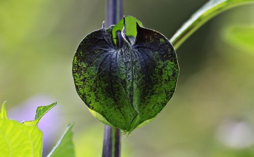 poison berry blue lantern flower bud