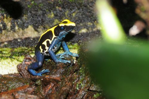 poison frog froasch amphibian