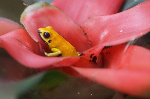 poison frog small rainforest