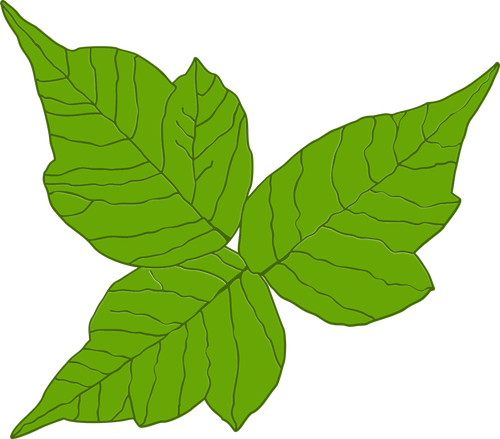 poison ivy  itch  danger