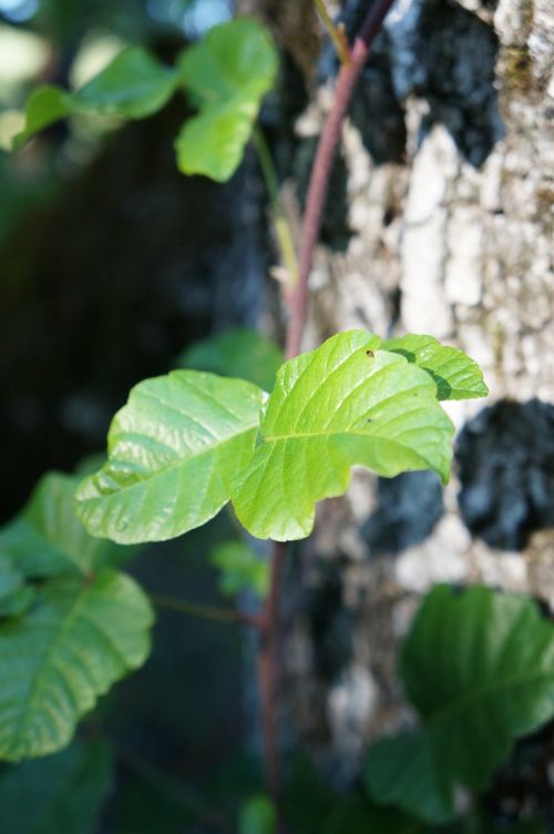 poison oak leaves tree