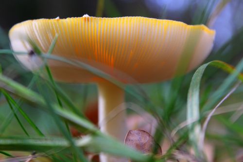 poisonous mushrooms plaques amanita