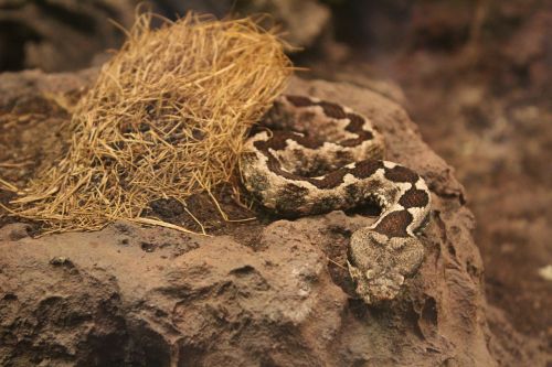 poisonous snake snake reptile