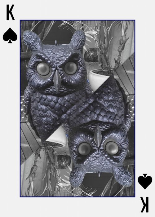 Poker Owl