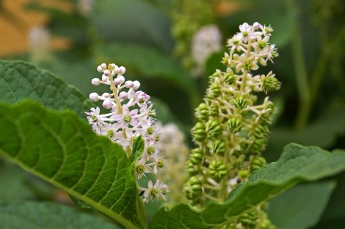 pokeweed berries garden