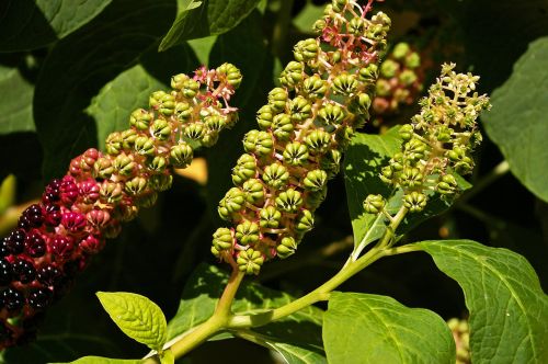 pokeweed berries garden