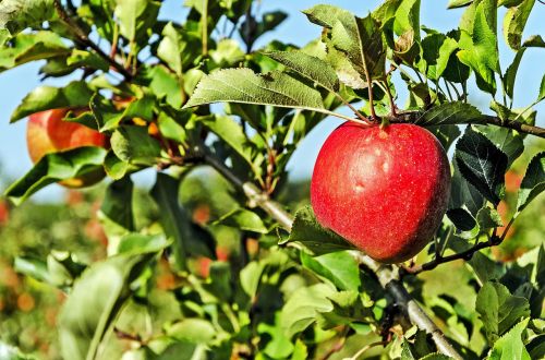poland celejów apple orchard