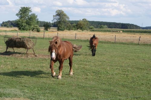 poland village horses fodder