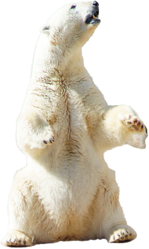 polar bear polar bear