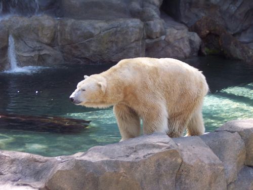 polar bear polar bear