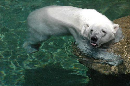 polar bear white fur