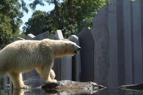 polar bear bear zoo