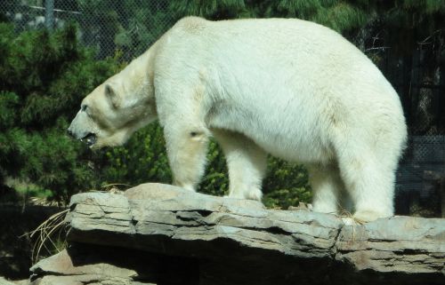 polar bear zoo white