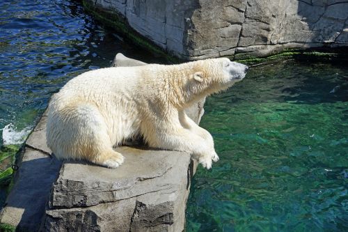 polar bear water concerns
