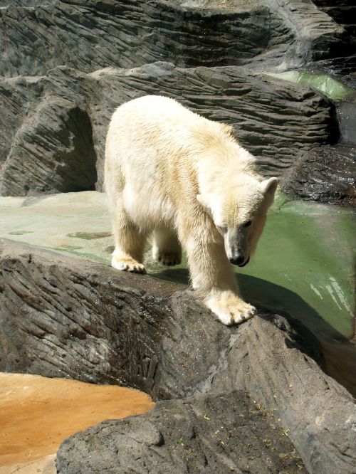 polar bear animal beast