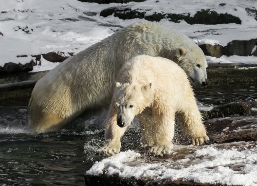 polar bear tiergarten nuremberg