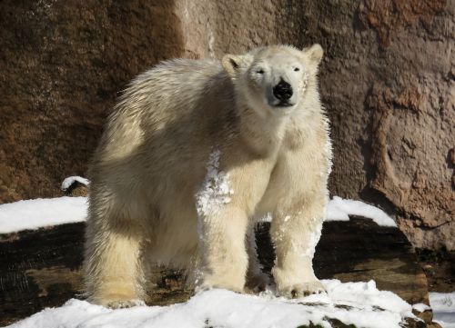 polar bear tiergarten nuremberg