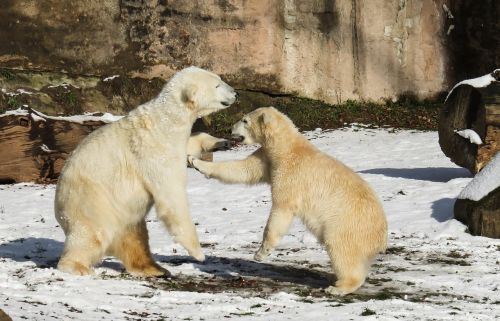 polar bear tiergarten nuremberg