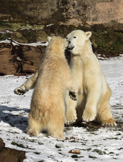 polar bear play fight