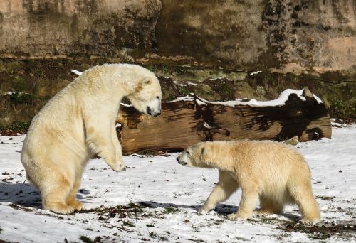polar bear play fight