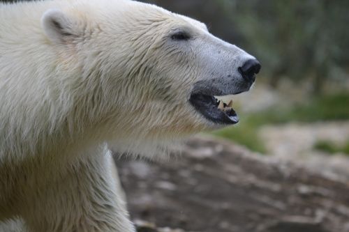 polar bear polar zoo