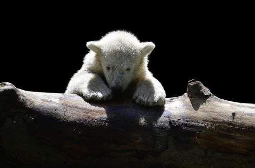 polar bear polar bear child cold
