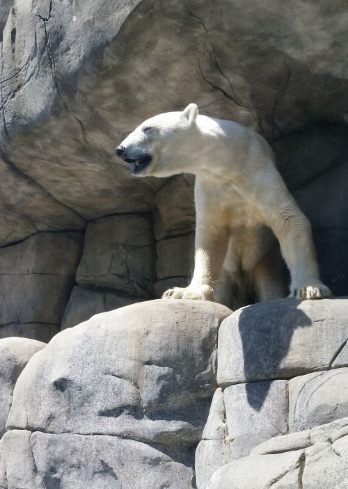 polar bear zoo hamburg