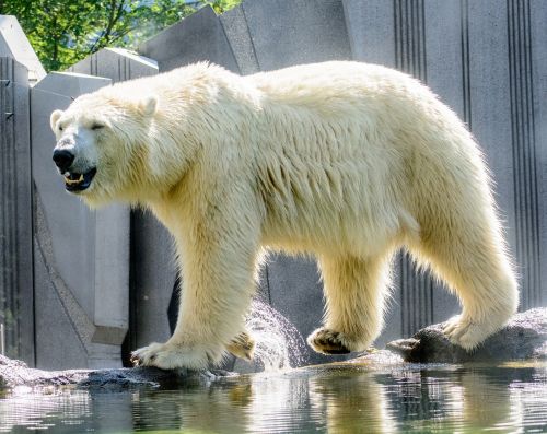 polar bear animal zoo