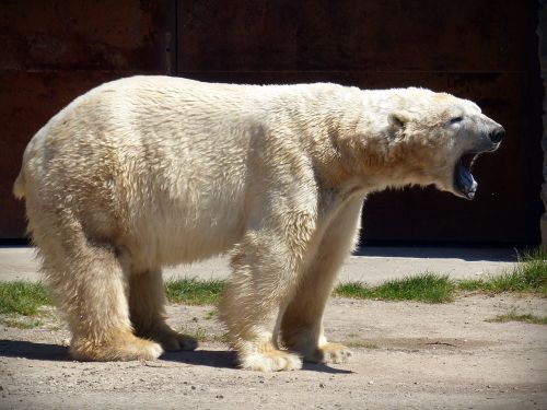 polar bear bear predator
