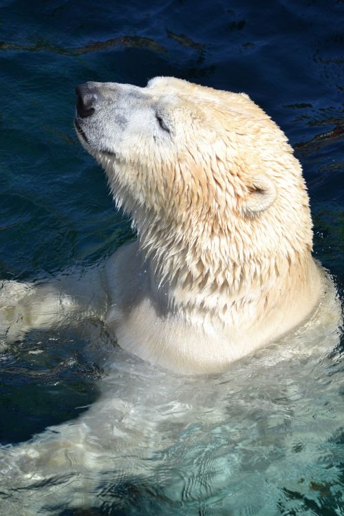 polar bear swim predator