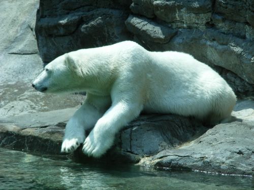 Polar Bear