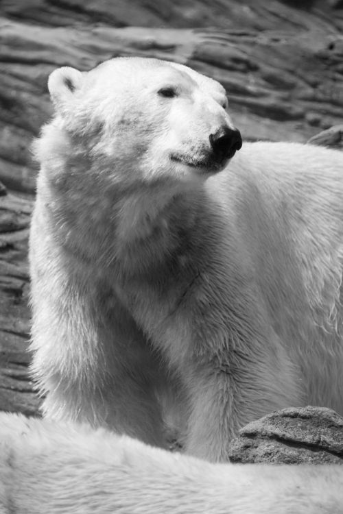 Polar Bear