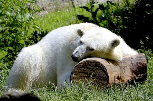 polar bear sleep animal