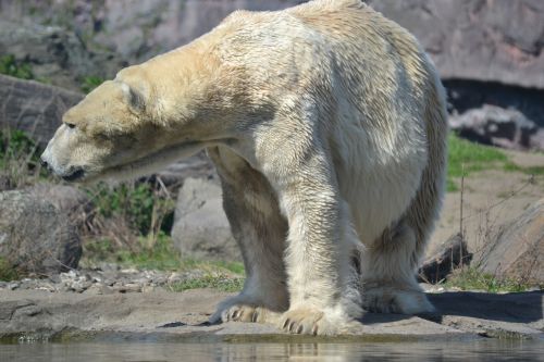 polar bear predator zoo