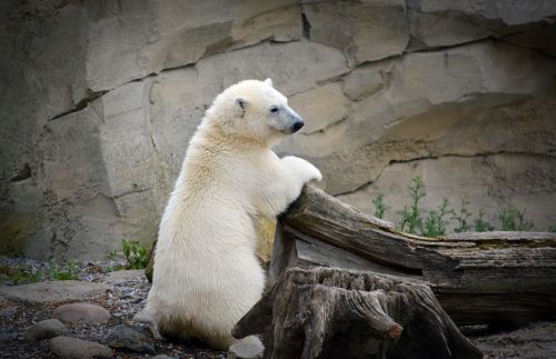 polar bear young polar bear white