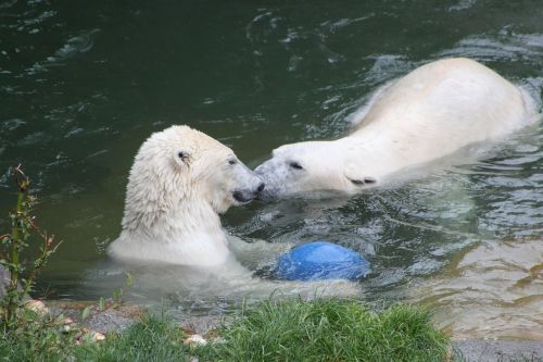 polar bear water swimming zoo