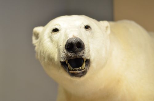 polar bear museum specimen