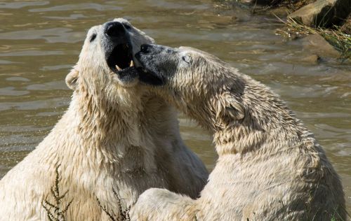 polar bear bear zoo